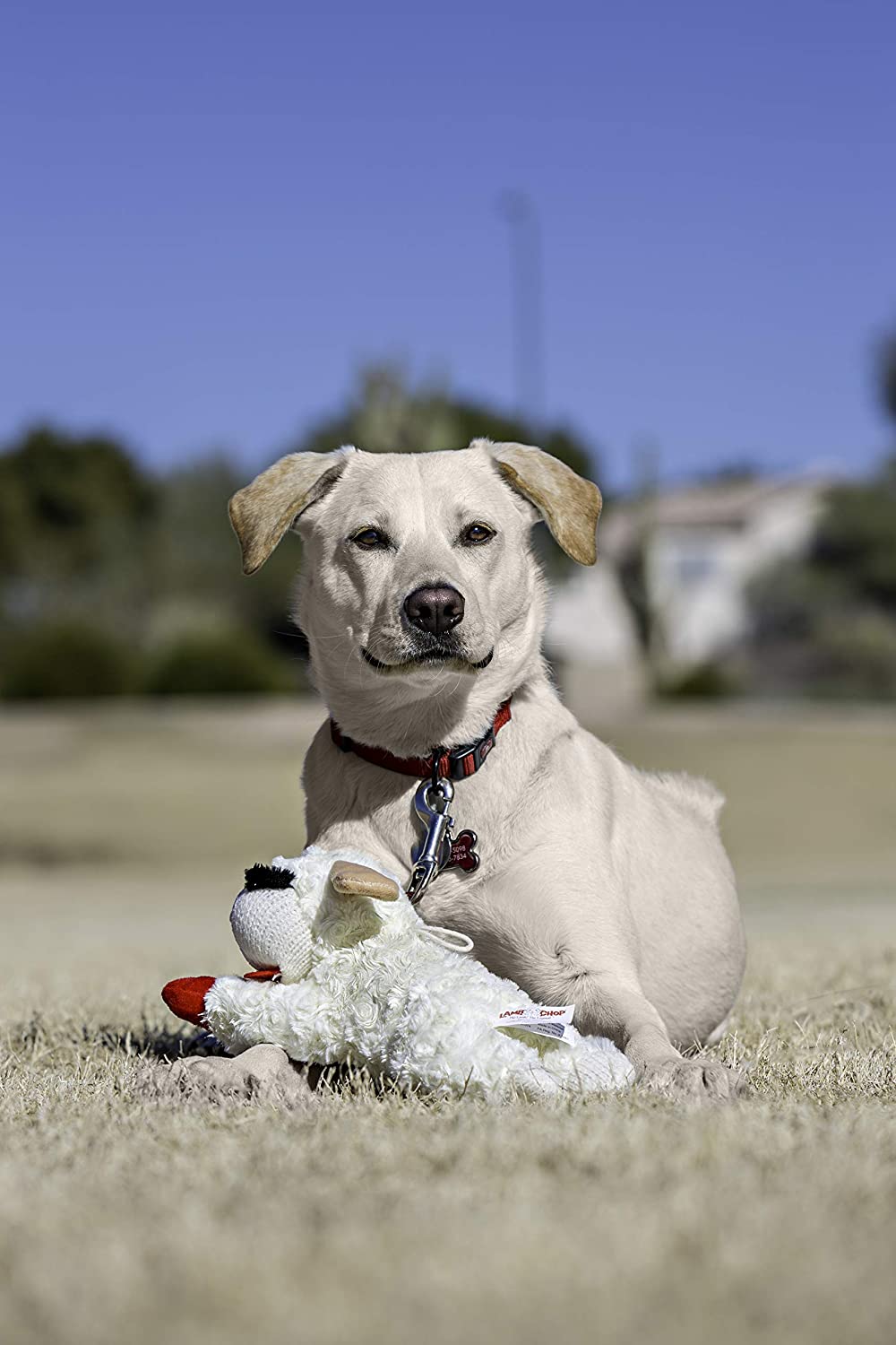 10" Plush Squeaky Lambchop Dog Toy - Zoomies Pet Emporium10" Plush Squeaky Lambchop Dog ToyDog ToyMultipetZoomies Pet Emporium9528a0db - 8513 - 44c5 - a579 - b4afcabf2a89726084362130Pack Of 1Plush10" White/Tan Small Lambchop Dog Toy