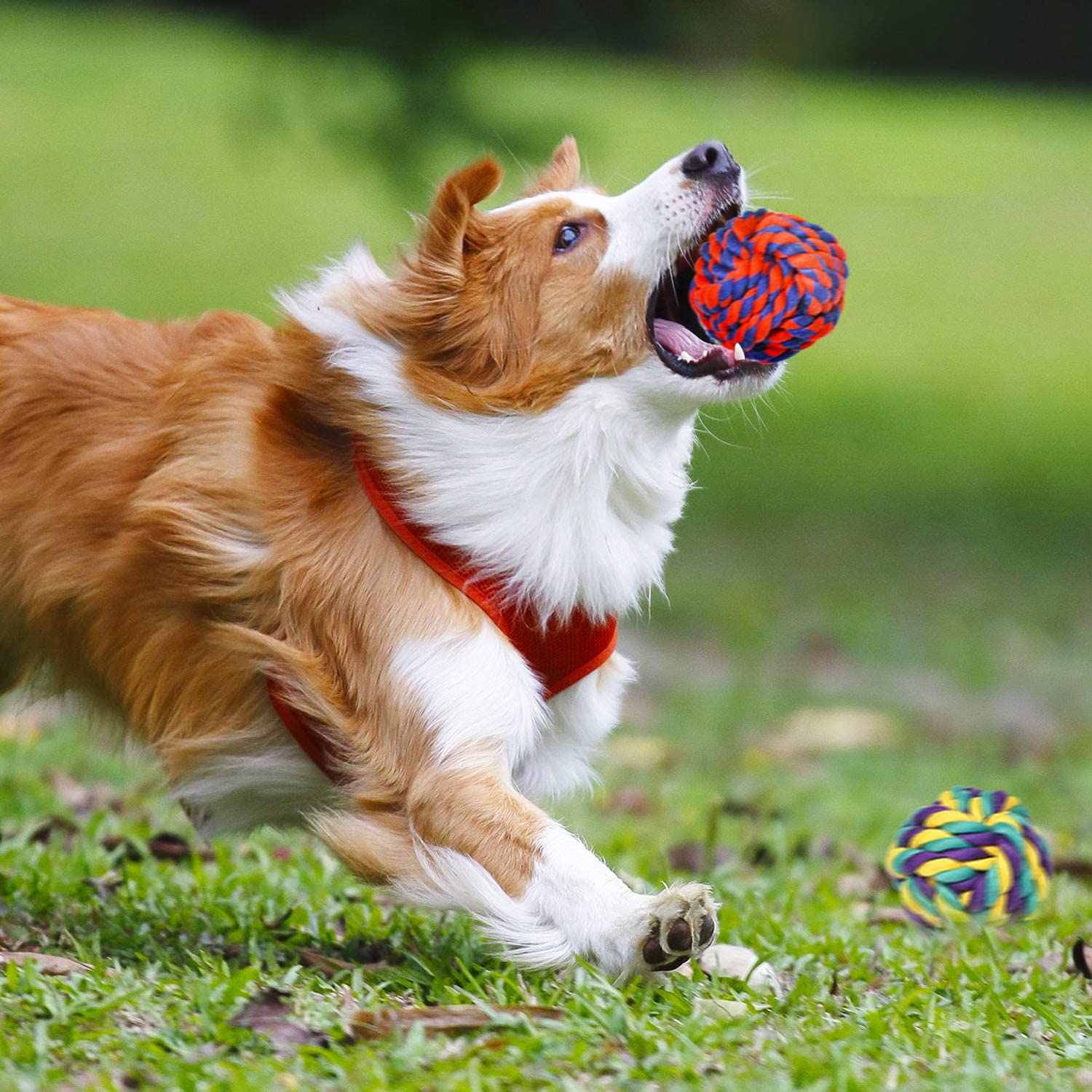 9 - Piece Heavy - Duty Rope Dog Toy Set - Zoomies Pet Emporium9 - Piece Heavy - Duty Rope Dog Toy SetDog ToyZoomies Pet EmporiumZoomies Pet Emporium9e561de9 - d2c9 - 478e - 9982 - 3e85bcdf74147111814523109 Pack9pack Multi Knots Heavy Duty Chew Rope Dog Toy Set