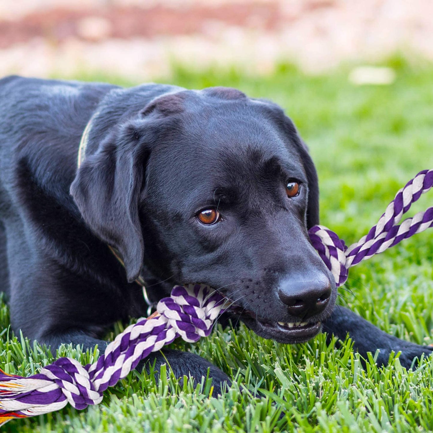 9 - Piece Heavy - Duty Rope Dog Toy Set - Zoomies Pet Emporium9 - Piece Heavy - Duty Rope Dog Toy SetDog ToyZoomies Pet EmporiumZoomies Pet Emporium9e561de9 - d2c9 - 478e - 9982 - 3e85bcdf74147111814523109 Pack9pack Multi Knots Heavy Duty Chew Rope Dog Toy Set