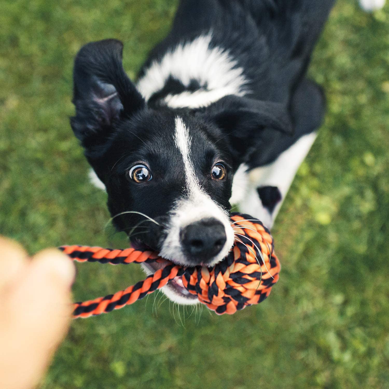 9 - Piece Heavy - Duty Rope Dog Toy Set - Zoomies Pet Emporium9 - Piece Heavy - Duty Rope Dog Toy SetDog ToyZoomies Pet EmporiumZoomies Pet Emporium9e561de9 - d2c9 - 478e - 9982 - 3e85bcdf74147111814523109 Pack9pack Multi Knots Heavy Duty Chew Rope Dog Toy Set