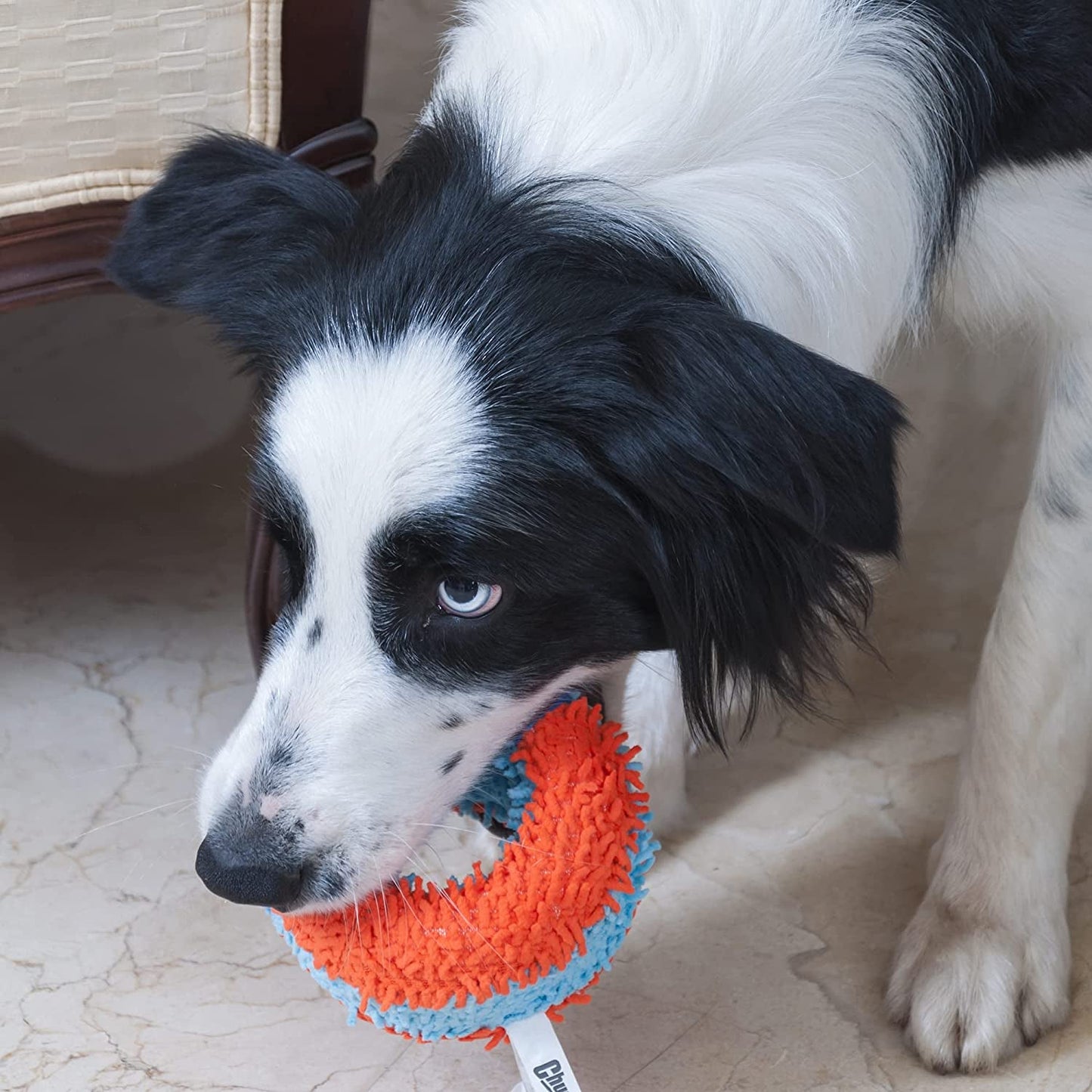 Chuckit! Indoor Roller Dog Toy - Zoomies Pet EmporiumChuckit! Indoor Roller Dog ToyDog ToyChuckitZoomies Pet Emporium23e4327e - aba7 - 4042 - 8f7b - 6da671e6be6c7445026665698RollerChuckit! Indoor Roller Dog Toy