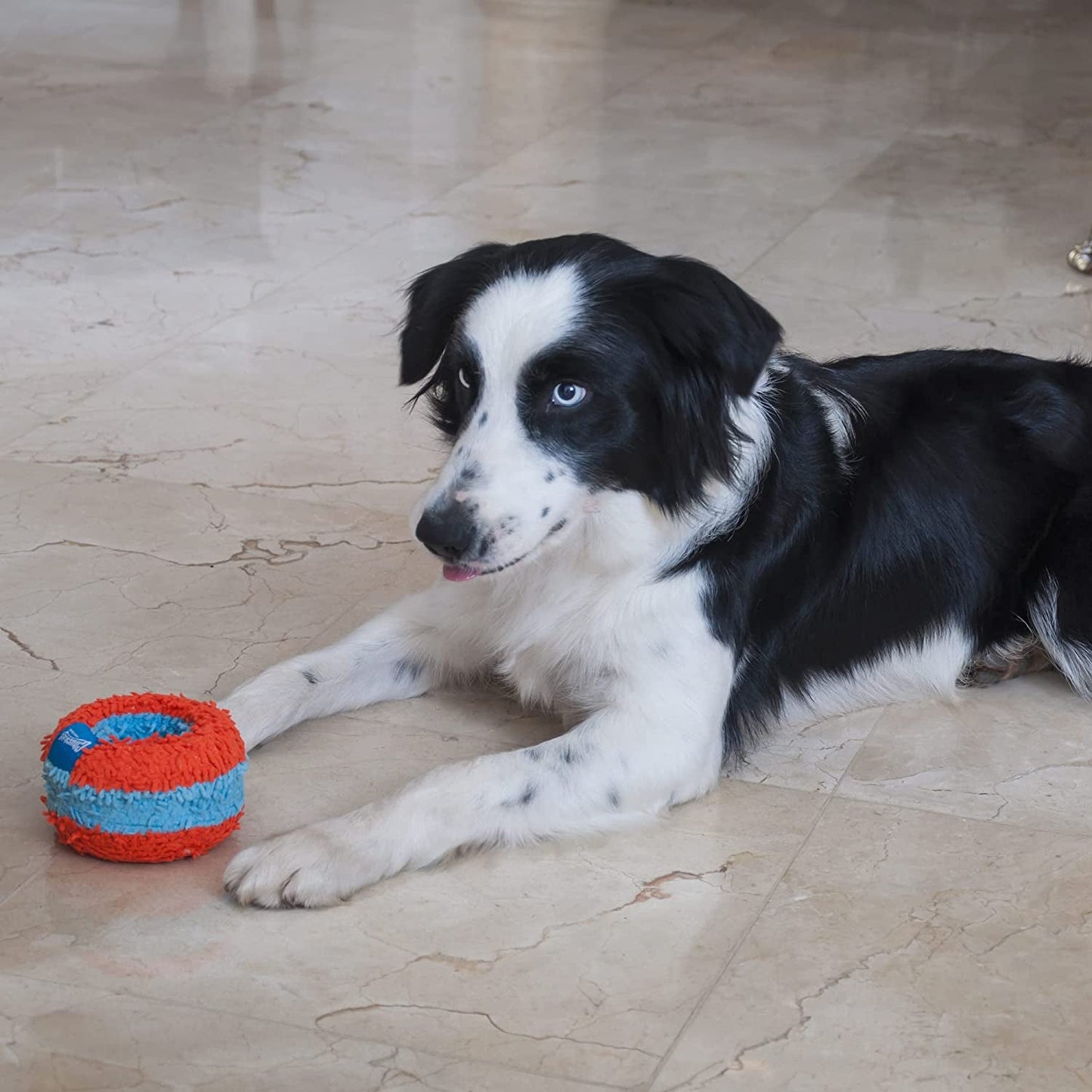 Chuckit! Indoor Roller Dog Toy - Zoomies Pet EmporiumChuckit! Indoor Roller Dog ToyDog ToyChuckitZoomies Pet Emporium23e4327e - aba7 - 4042 - 8f7b - 6da671e6be6c7445026665698RollerChuckit! Indoor Roller Dog Toy