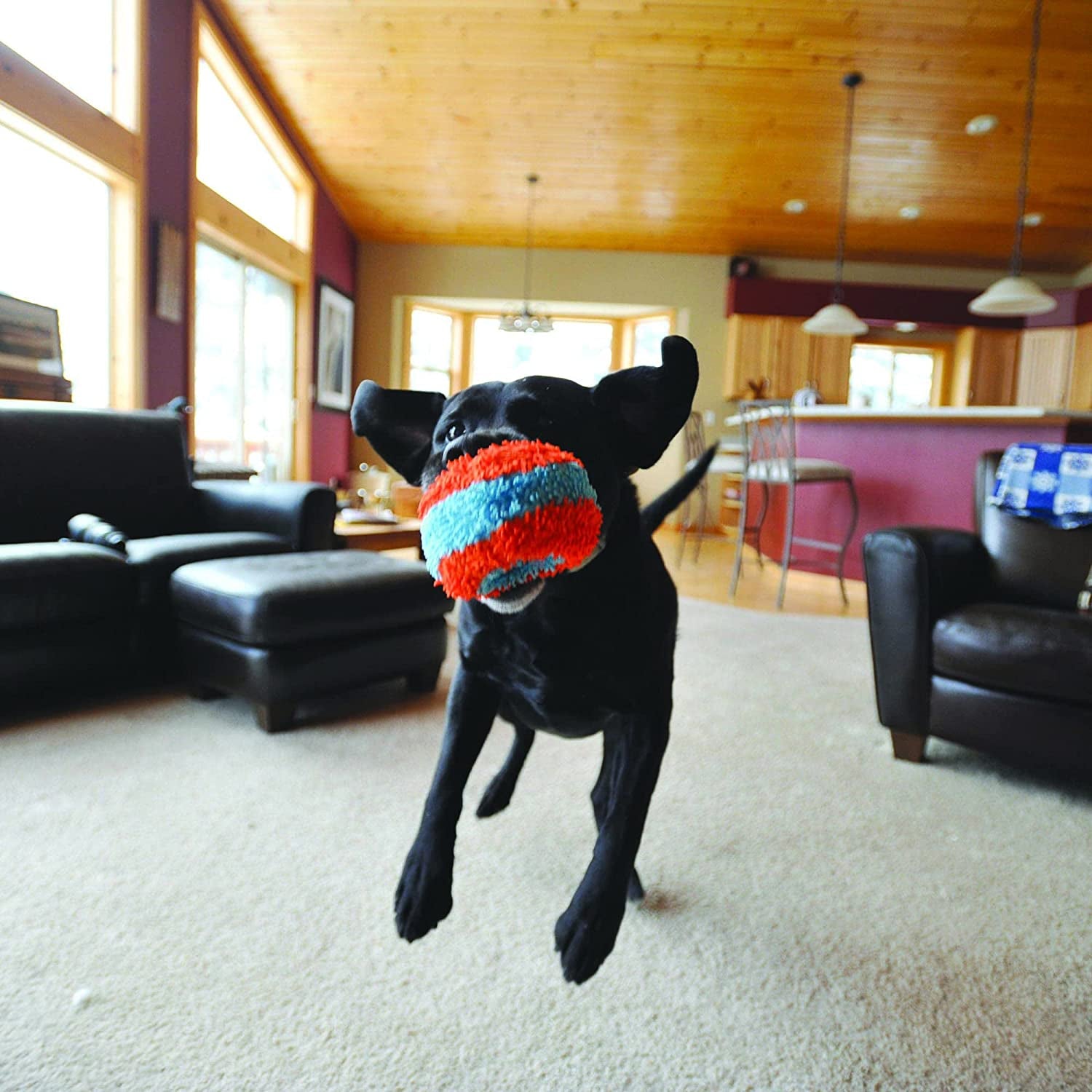 Chuckit! Indoor Roller Dog Toy - Zoomies Pet EmporiumChuckit! Indoor Roller Dog ToyDog ToyChuckitZoomies Pet Emporium23e4327e - aba7 - 4042 - 8f7b - 6da671e6be6c7445026665698RollerChuckit! Indoor Roller Dog Toy