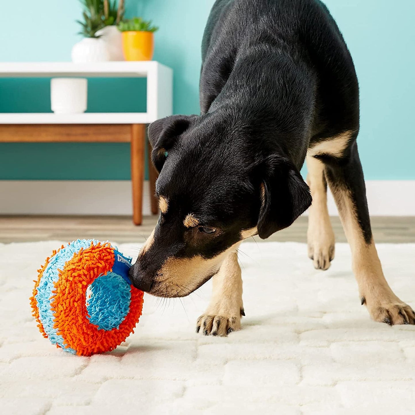 Chuckit! Indoor Roller Dog Toy - Zoomies Pet EmporiumChuckit! Indoor Roller Dog ToyDog ToyChuckitZoomies Pet Emporium23e4327e - aba7 - 4042 - 8f7b - 6da671e6be6c7445026665698RollerChuckit! Indoor Roller Dog Toy