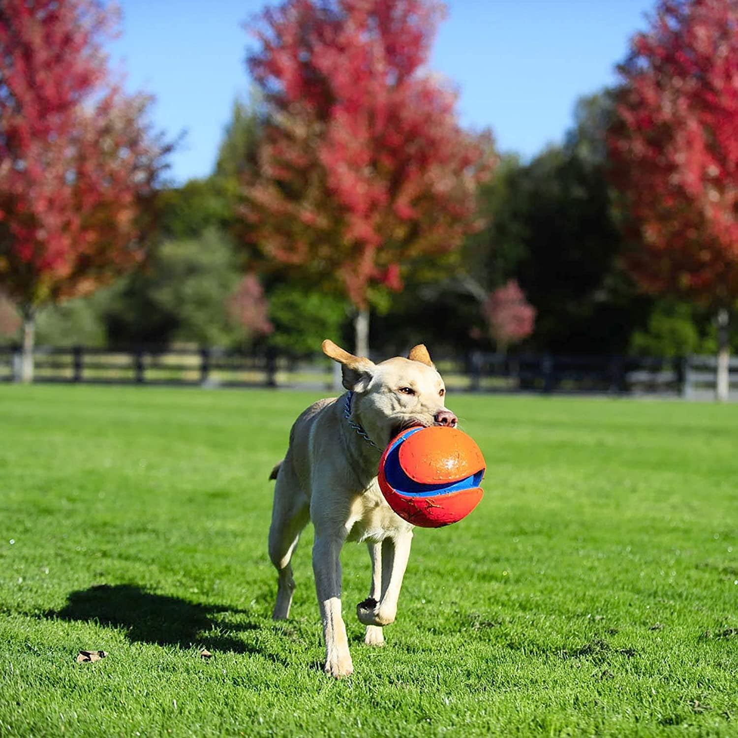 Chuckit! Kick Fetch Ball Dog Toy - Zoomies Pet EmporiumChuckit! Kick Fetch Ball Dog ToyDog ToyChuckit!Zoomies Pet Emporiume43335e3 - edbd - 4629 - 9cf4 - ec01219a03de313096124100RegularGlow BallLargeChuckit Kick Fetch Ball Dog Toy