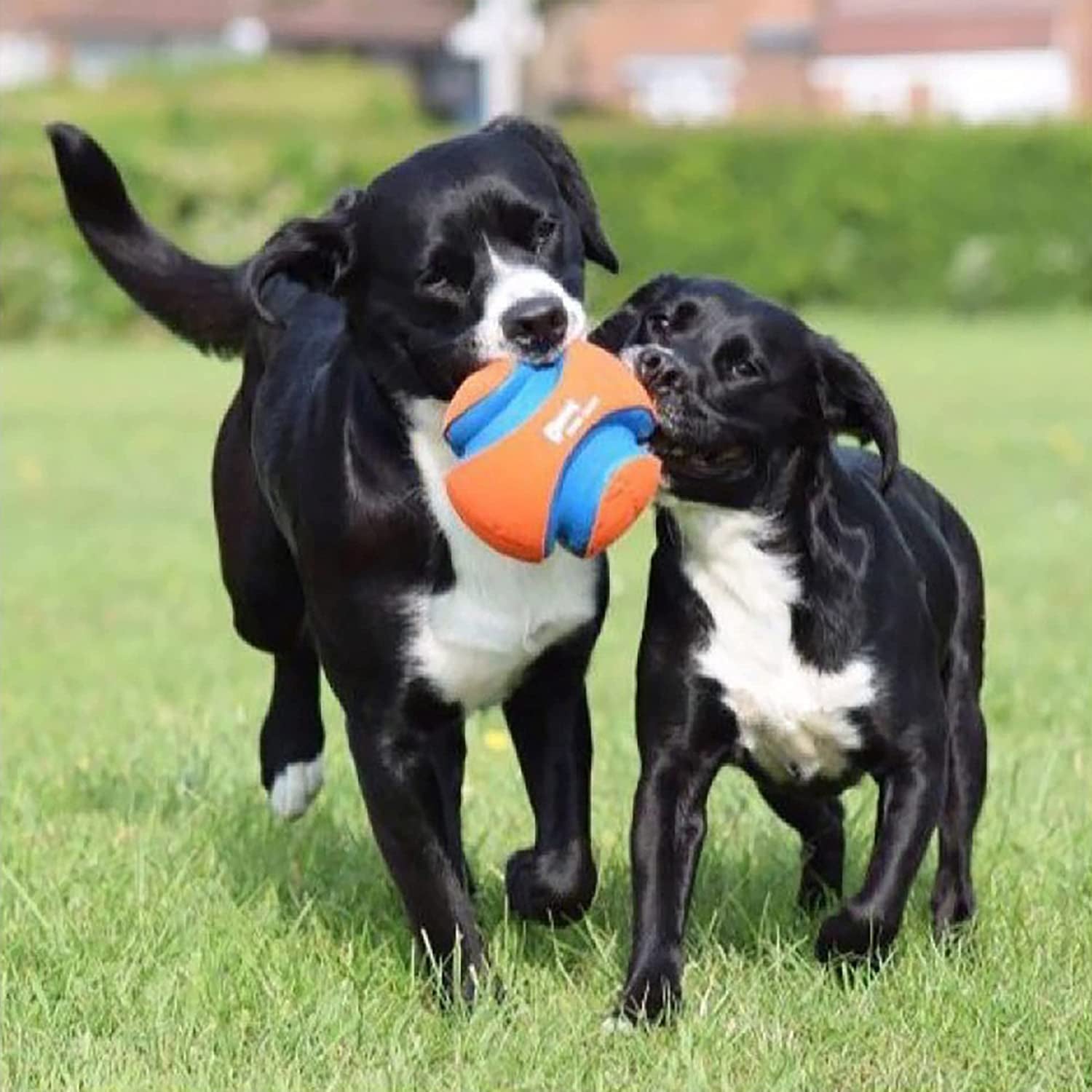 Chuckit! Kick Fetch Ball Dog Toy - Zoomies Pet EmporiumChuckit! Kick Fetch Ball Dog ToyDog ToyChuckit!Zoomies Pet Emporiume43335e3 - edbd - 4629 - 9cf4 - ec01219a03de313096124100RegularGlow BallLargeChuckit Kick Fetch Ball Dog Toy