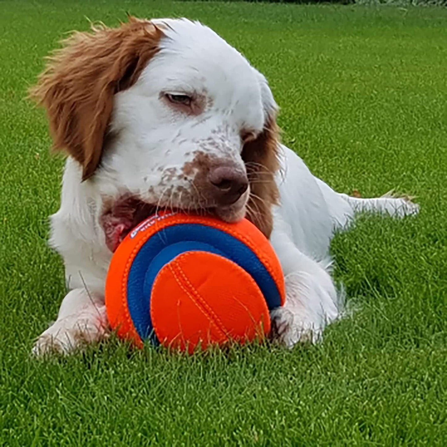 Chuckit! Kick Fetch Ball Dog Toy - Zoomies Pet EmporiumChuckit! Kick Fetch Ball Dog ToyDog ToyChuckit!Zoomies Pet Emporiume43335e3 - edbd - 4629 - 9cf4 - ec01219a03de313096124100RegularGlow BallLargeChuckit Kick Fetch Ball Dog Toy