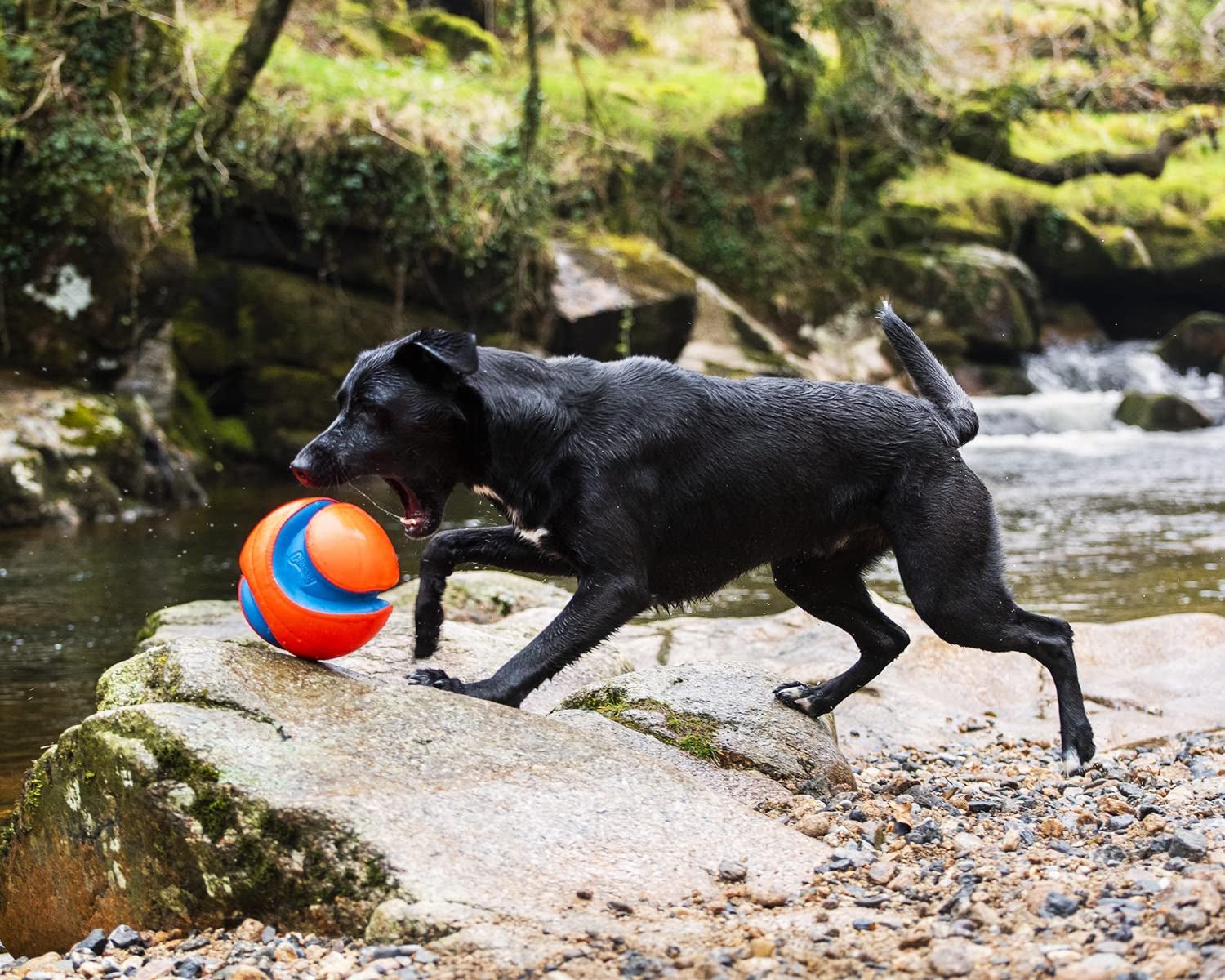 Chuckit! Kick Fetch Ball Dog Toy - Zoomies Pet EmporiumChuckit! Kick Fetch Ball Dog ToyDog ToyChuckit!Zoomies Pet Emporiume43335e3 - edbd - 4629 - 9cf4 - ec01219a03de313096124100RegularGlow BallLargeChuckit Kick Fetch Ball Dog Toy