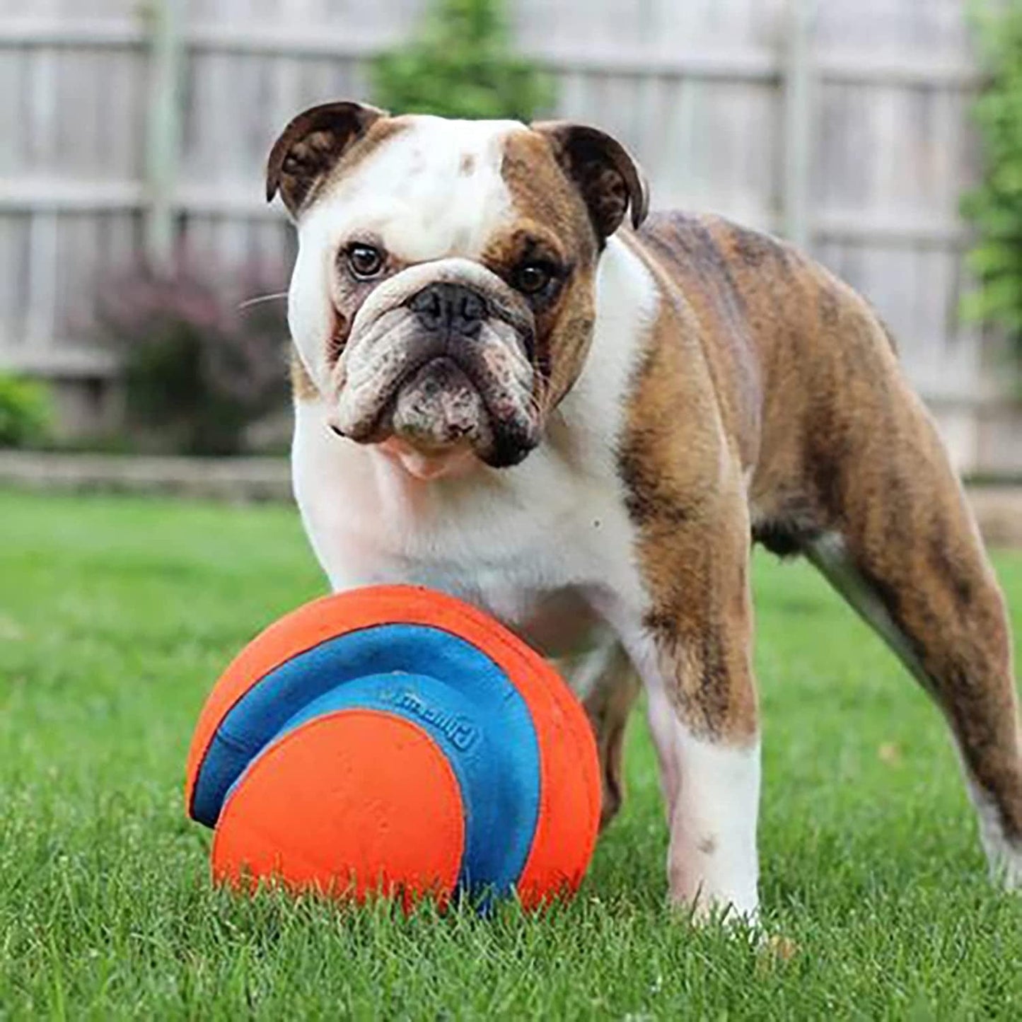 Chuckit! Kick Fetch Ball Dog Toy - Zoomies Pet EmporiumChuckit! Kick Fetch Ball Dog ToyDog ToyChuckit!Zoomies Pet Emporiume43335e3 - edbd - 4629 - 9cf4 - ec01219a03de313096124100RegularGlow BallLargeChuckit Kick Fetch Ball Dog Toy