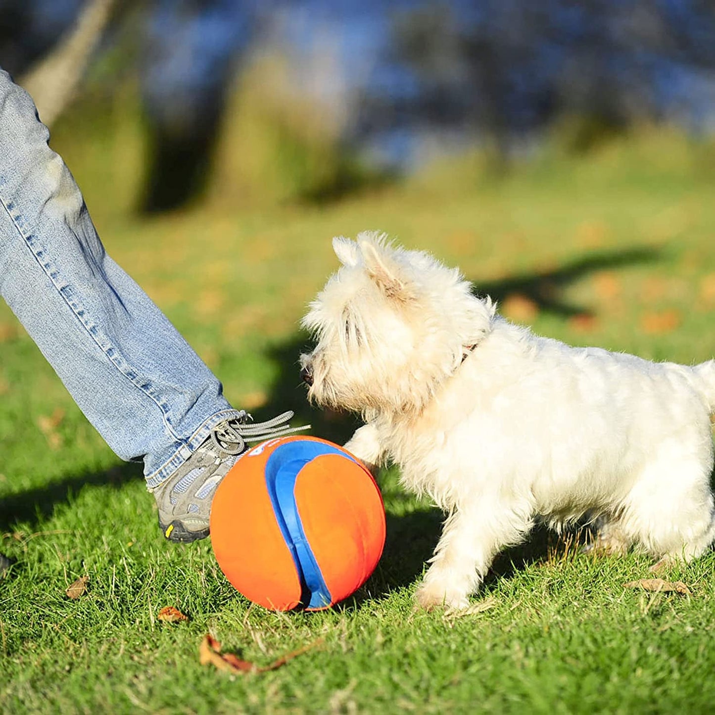 Chuckit! Kick Fetch Ball Dog Toy - Zoomies Pet EmporiumChuckit! Kick Fetch Ball Dog ToyDog ToyChuckit!Zoomies Pet Emporiume43335e3 - edbd - 4629 - 9cf4 - ec01219a03de313096124100RegularGlow BallLargeChuckit Kick Fetch Ball Dog Toy