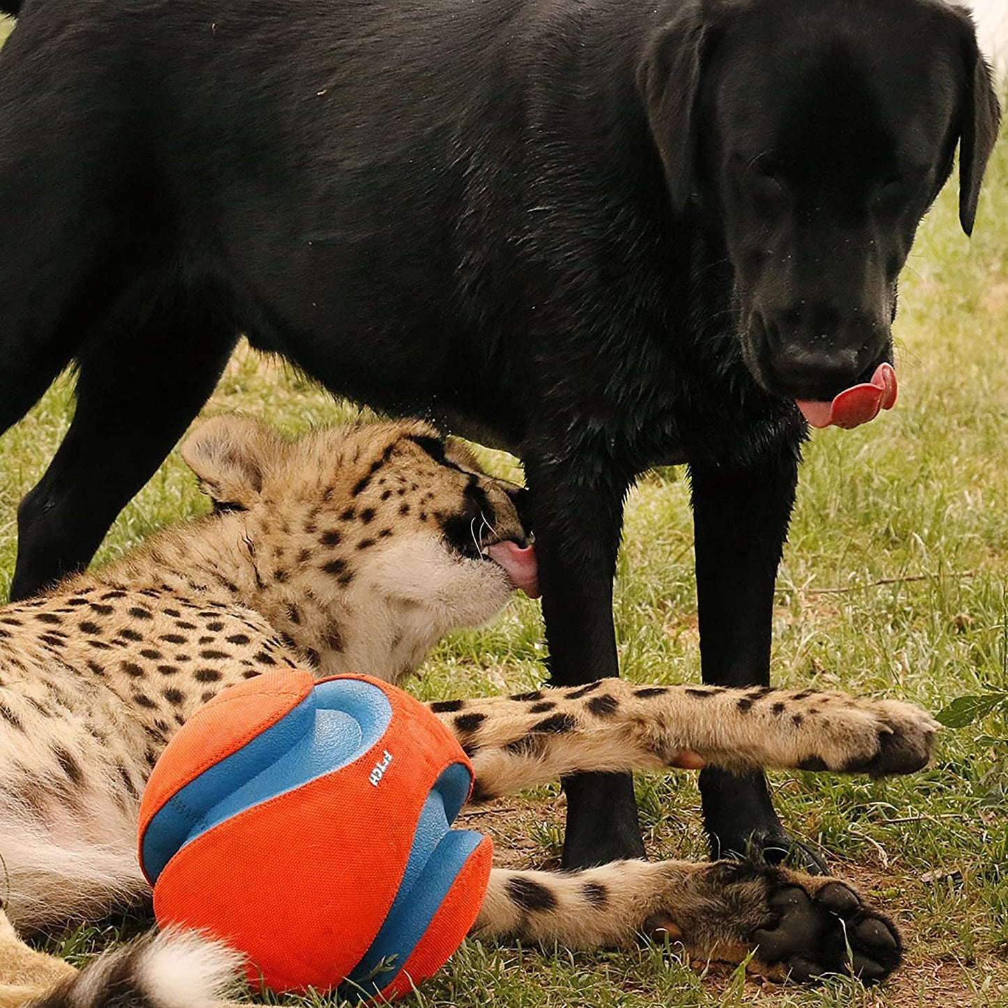 Chuckit! Kick Fetch Ball Dog Toy - Zoomies Pet EmporiumChuckit! Kick Fetch Ball Dog ToyDog ToyChuckit!Zoomies Pet Emporiume43335e3 - edbd - 4629 - 9cf4 - ec01219a03de313096124100RegularGlow BallLargeChuckit Kick Fetch Ball Dog Toy