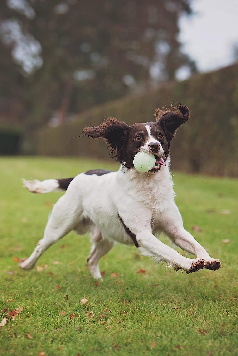 Chuckit! Max Glow Ball Dog Toy - Zoomies Pet EmporiumChuckit! Max Glow Ball Dog ToyDog ToyChuckitZoomies Pet Emporium0006e50b - 99f3 - 4b52 - b7df - c13a817ed441313041657653LargeMax Glow Ball Dog Toy, Large (3 Inch),White