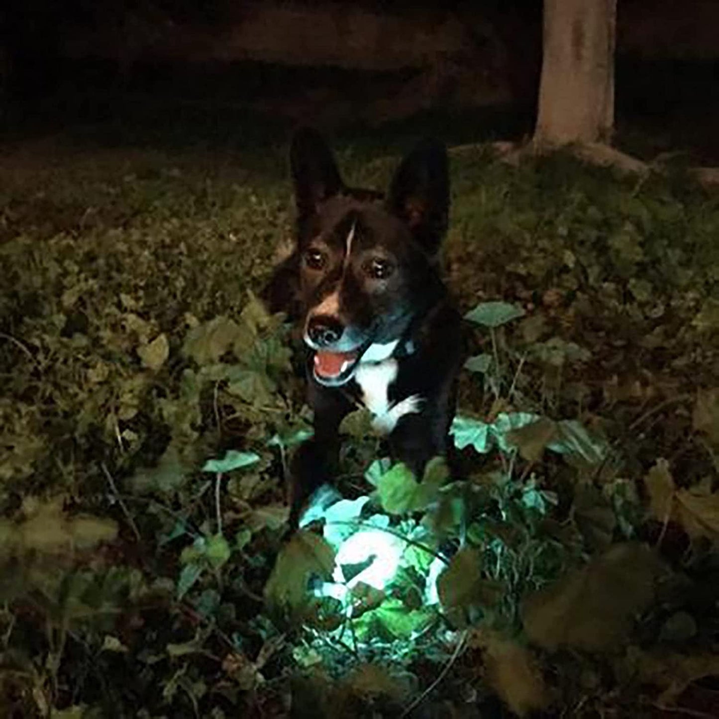 Chuckit! Max Glow Ball Dog Toy - Zoomies Pet EmporiumChuckit! Max Glow Ball Dog ToyDog ToyChuckit!Zoomies Pet Emporiumef235323 - 3348 - 4b89 - 84a7 - ba0c28dc85a2711181994612Medium - Pack of 1Max Glow Ball Dog Toy