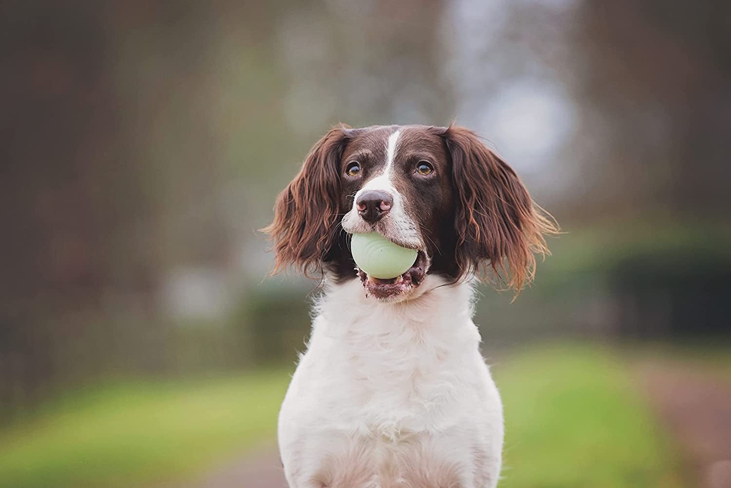 Chuckit! Max Glow Ball Dog Toy - Zoomies Pet EmporiumChuckit! Max Glow Ball Dog ToyDog ToyChuckit!Zoomies Pet Emporiumef235323 - 3348 - 4b89 - 84a7 - ba0c28dc85a2711181994612Medium - Pack of 1Max Glow Ball Dog Toy