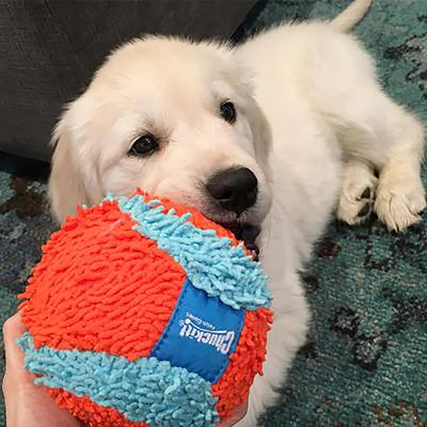 Chuckit! Soft Indoor Ball Dog Toy - Zoomies Pet EmporiumChuckit! Soft Indoor Ball Dog ToyDog ToyChuckit!Zoomies Pet Emporium9fee1aa8 - eef4 - 4977 - 8a3f - b4cece7efed7313018769785Fetch BallChuckit! Indoor Ball , Soft Dog Toy (4.75 Inch)