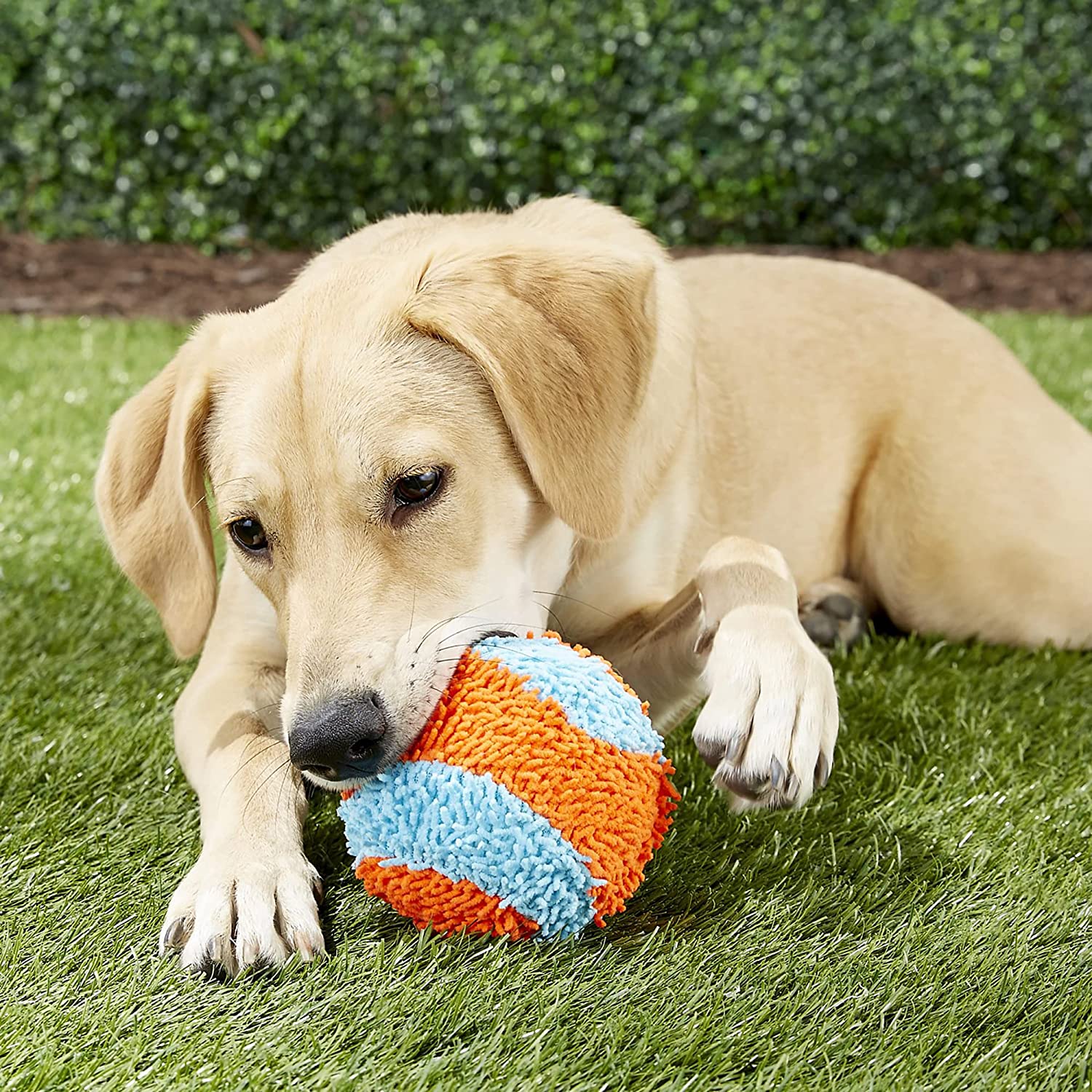 Chuckit! Soft Indoor Ball Dog Toy - Zoomies Pet EmporiumChuckit! Soft Indoor Ball Dog ToyDog ToyChuckit!Zoomies Pet Emporium9fee1aa8 - eef4 - 4977 - 8a3f - b4cece7efed7313018769785Fetch BallChuckit! Indoor Ball , Soft Dog Toy (4.75 Inch)