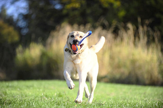 Chuckit! Ultra Tug Throw Dog Toy - Zoomies Pet EmporiumChuckit! Ultra Tug Throw Dog ToyDog ToyChuckitZoomies Pet Emporium5c336302 - 732d - 4568 - b8b2 - 40f7af1ab592313056147156Ultra TugLargeChuckit! Ultra Tug Dog Toy