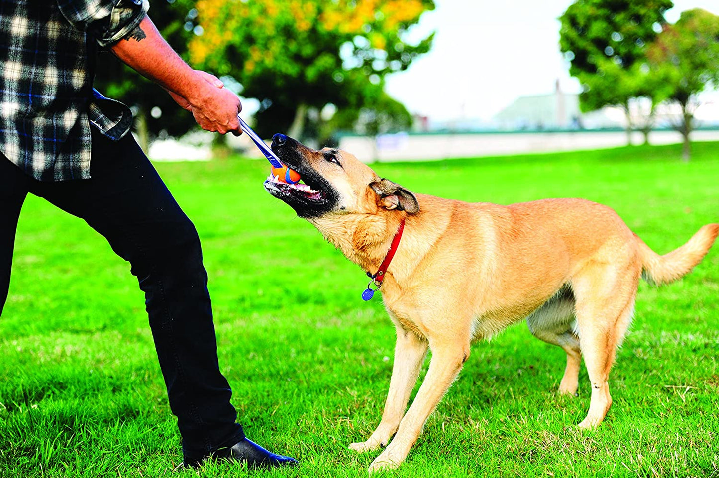 Chuckit! Ultra Tug Throw Dog Toy - Zoomies Pet EmporiumChuckit! Ultra Tug Throw Dog ToyDog ToyChuckitZoomies Pet Emporium31445c0a - cfd1 - 4922 - 92a9 - d19aaa8ed884313114118197Ultra TugMediumChuckit! Ultra Tug Dog Toy