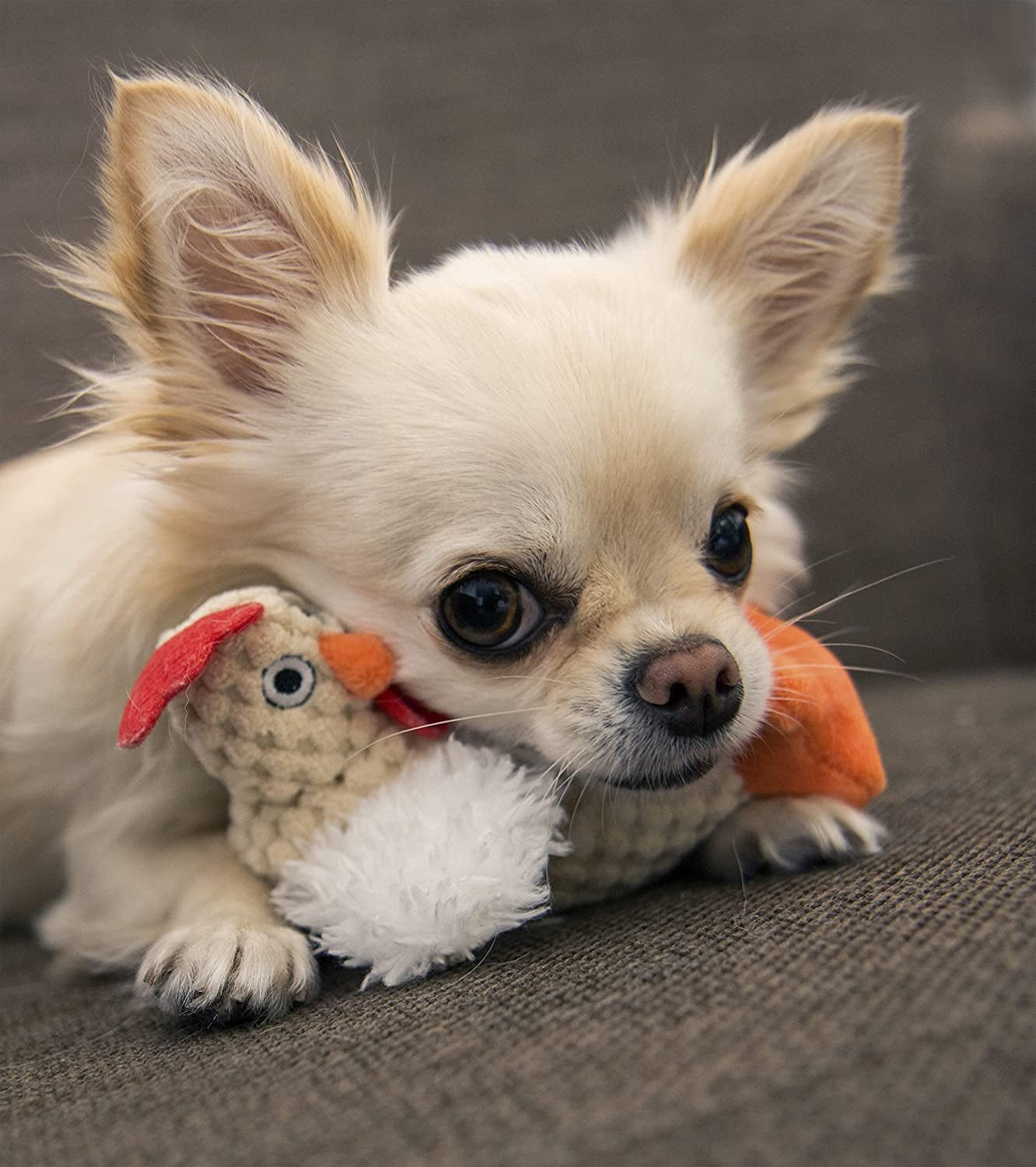 Fat Plush Squeaky White Rooster Dog Toy - Zoomies Pet EmporiumFat Plush Squeaky White Rooster Dog ToyDog ToygoDogZoomies Pet Emporiumd1fe7538 - 9f1c - 4cf3 - 893a - c4b9063e9510313110823859Checkers - Fat Rooster (White)CheckersSmallWhite Fat Rooster Squeaky Plush Dog Toy