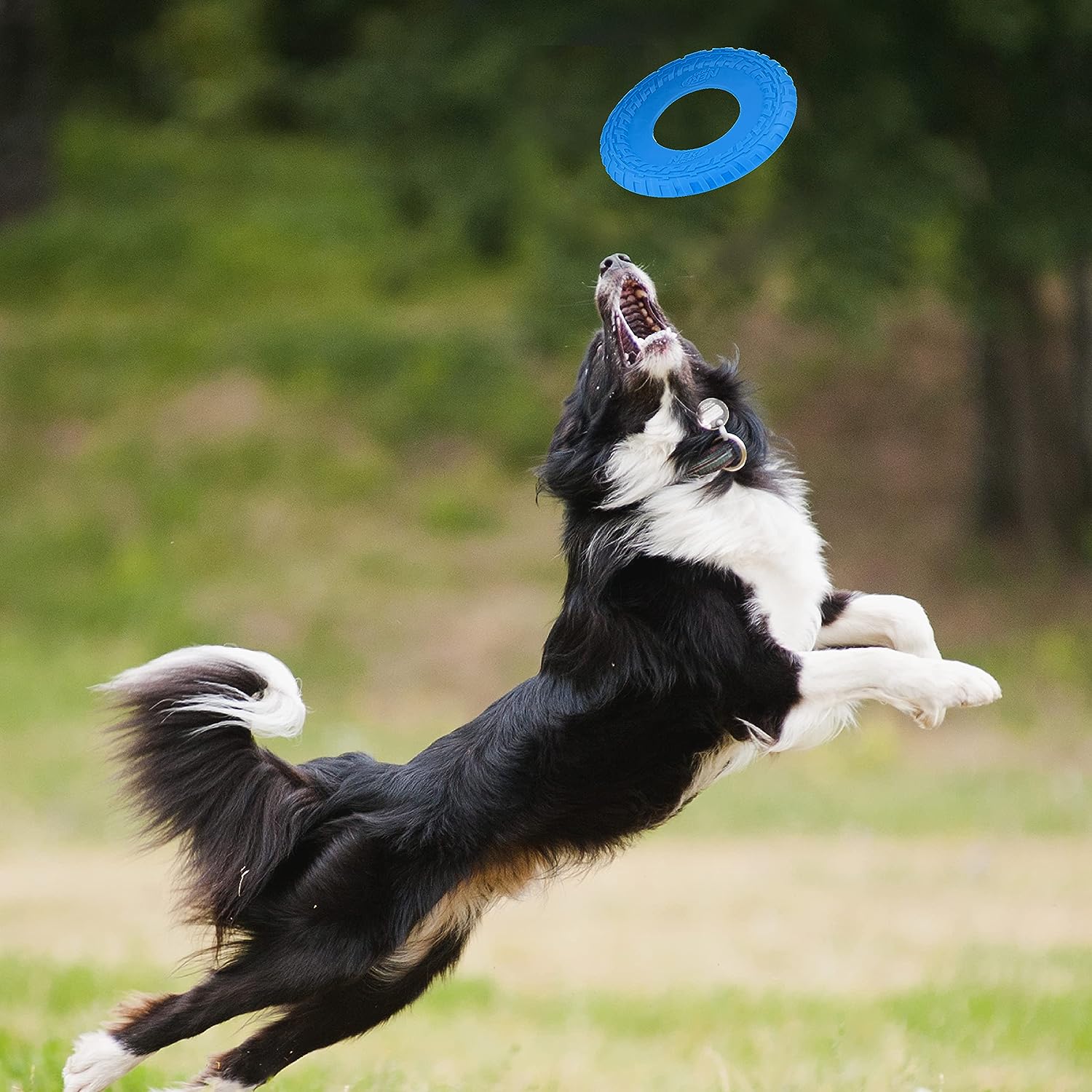 Nerf Dog Rubber Tire Flyer Dog Toy - Zoomies Pet EmporiumNerf Dog Rubber Tire Flyer Dog ToyDog ToyNerf DogZoomies Pet Emporium7aef144f - f42d - 4079 - adfa - 8c9ca75b5d997445057298254BlueNerf Dog Rubber Tire Flyer Dog Toy