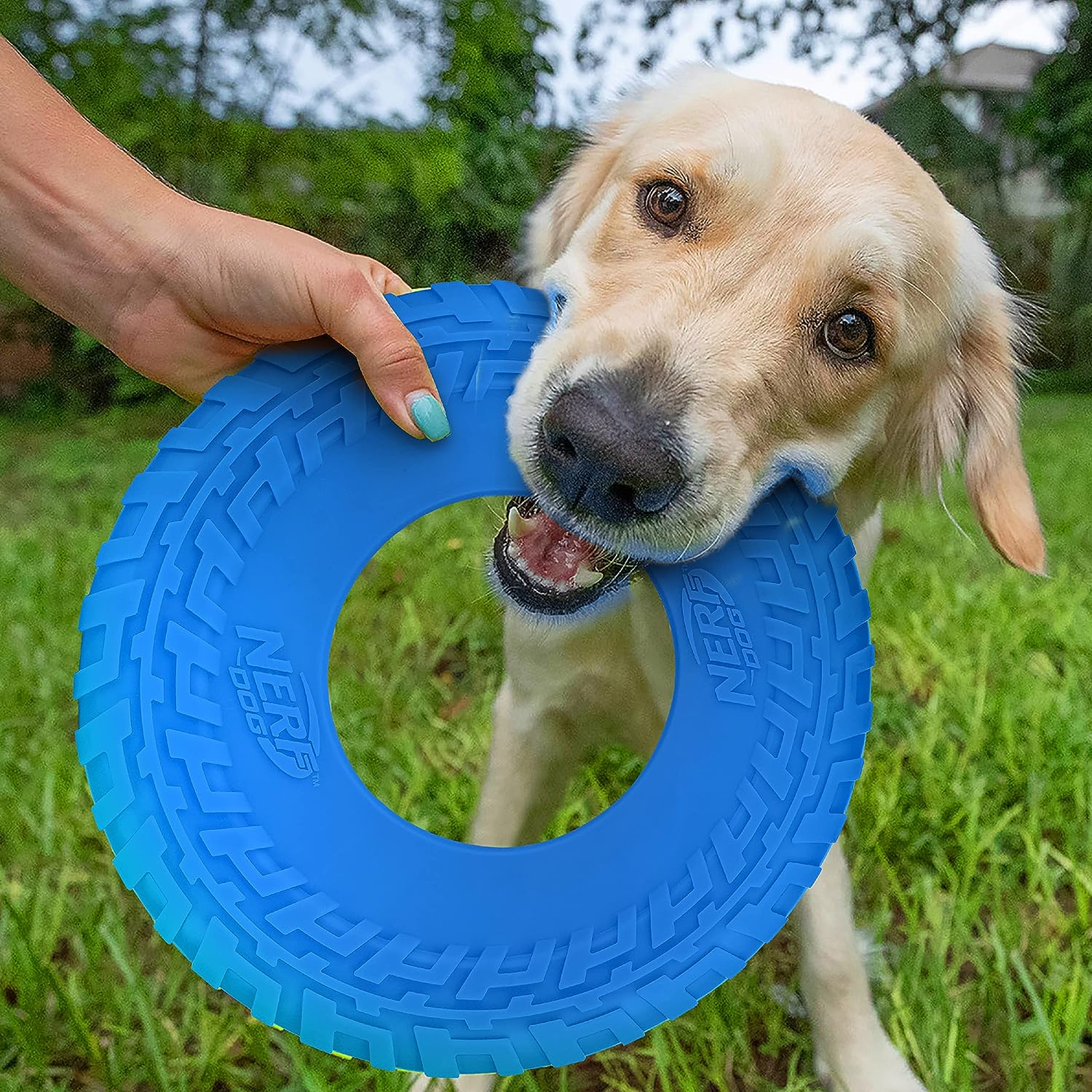 Nerf Dog Rubber Tire Flyer Dog Toy - Zoomies Pet EmporiumNerf Dog Rubber Tire Flyer Dog ToyDog ToyNerf DogZoomies Pet Emporium7aef144f - f42d - 4079 - adfa - 8c9ca75b5d997445057298254BlueNerf Dog Rubber Tire Flyer Dog Toy