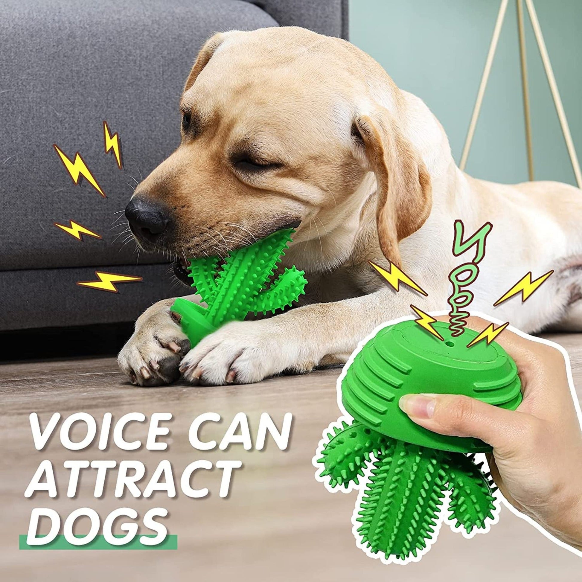 Pamlulu Dog Toothbrush Dog Toy - Zoomies Pet EmporiumPamlulu Dog Toothbrush Dog ToyDog ToyPamluluZoomies Pet Emporium458686f1 - f68d - 4187 - acc5 - 289a1c7eeee7744110158823GreenFor Medium DogCactus Teeth Cleaning Dog Brush Chew Toy