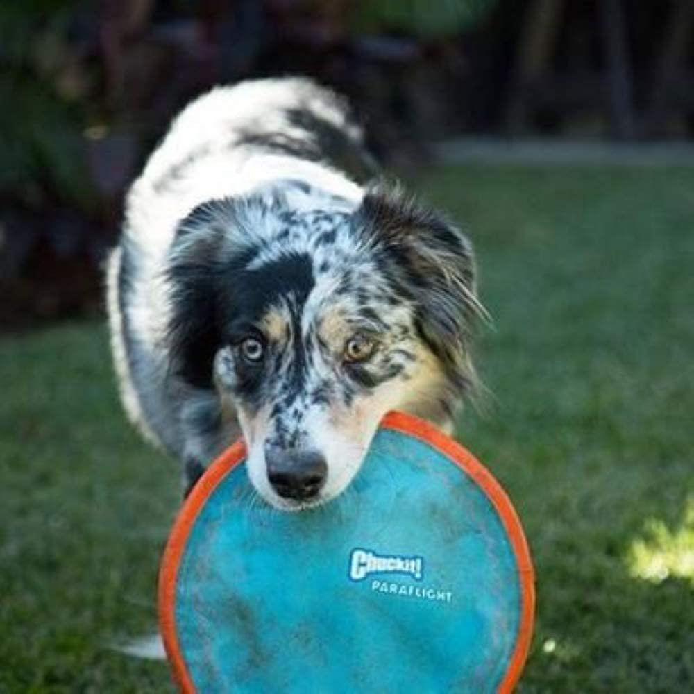 Paraflight Flyer Dog Toy - Zoomies Pet EmporiumParaflight Flyer Dog ToyDog ToyChuckit!Zoomies Pet Emporium75ca1402 - b7b3 - 47cc - 85b1 - 5bd008209a117445041813821Blue/OrangeSmallParaflight Flyer Dog Frisbee Toy - Floats on Water