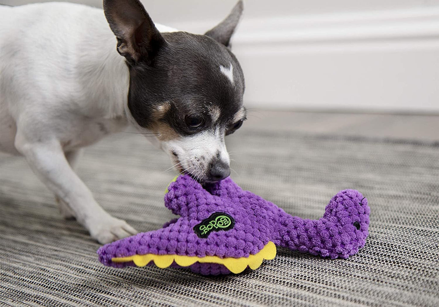 Purple Dino Plush Squeaky Dog Toy - Zoomies Pet EmporiumPurple Dino Plush Squeaky Dog ToyDog ToygoDogZoomies Pet Emporiumffa1719b - b276 - 496c - a0d6 - 494fc3734c22313048573529Checkers - Dinos Bruto (Purple)CheckersMiniPurple Dinos Bruto Squeaky Plush Dog Toy