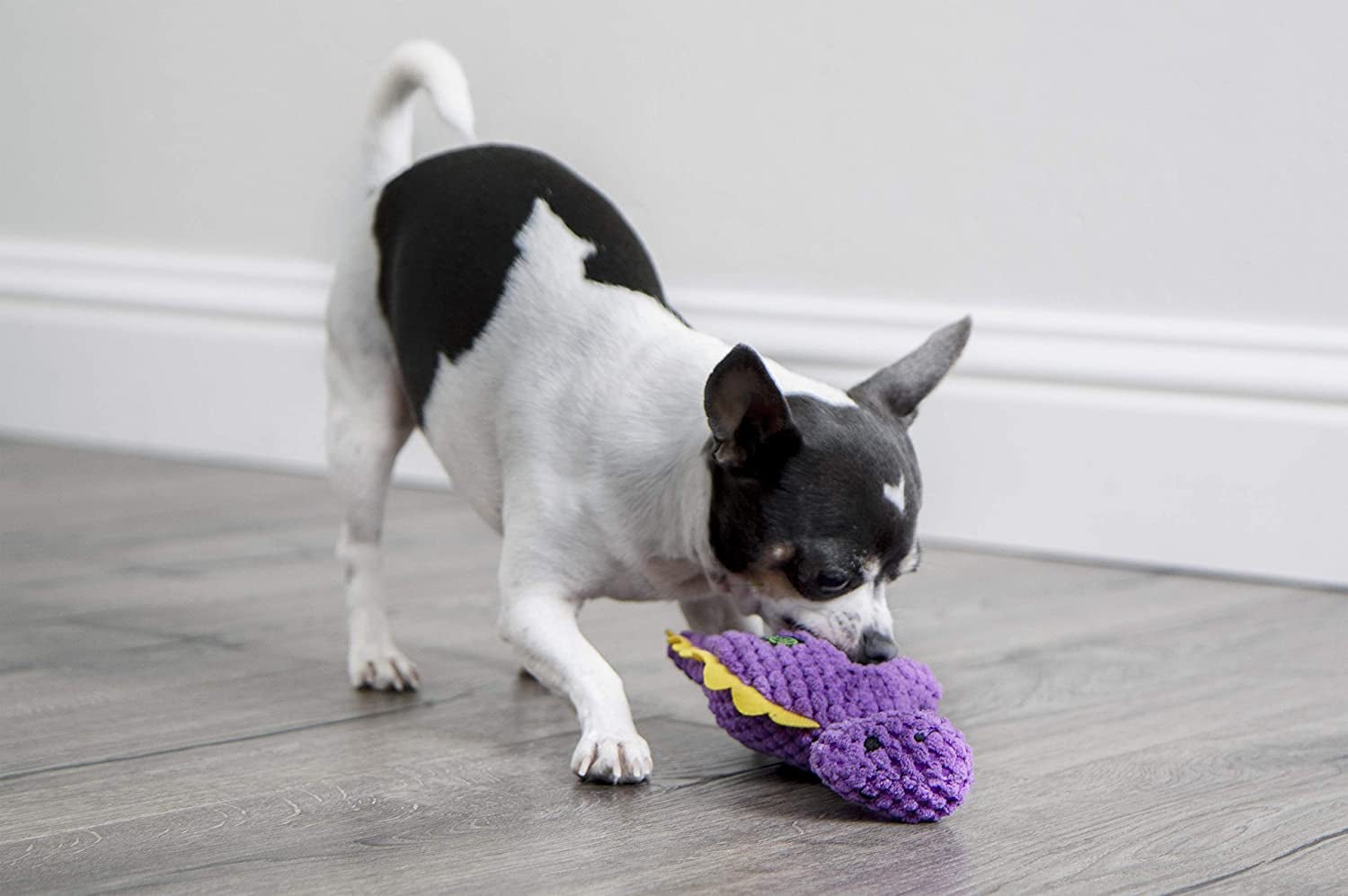 Purple Dino Plush Squeaky Dog Toy - Zoomies Pet EmporiumPurple Dino Plush Squeaky Dog ToyDog ToygoDogZoomies Pet Emporiumffa1719b - b276 - 496c - a0d6 - 494fc3734c22313048573529Checkers - Dinos Bruto (Purple)CheckersMiniPurple Dinos Bruto Squeaky Plush Dog Toy