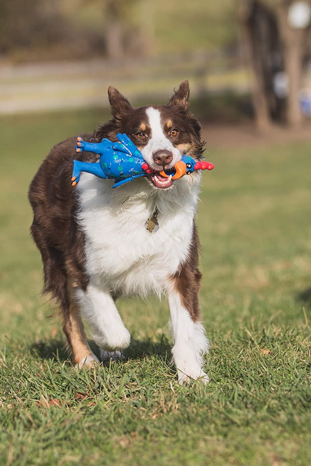 Squeaky Latex Polka Dot Chicken Dog Toy - Zoomies Pet EmporiumSqueaky Latex Polka Dot Chicken Dog ToyDog ToyMultiPetZoomies Pet Emporiuma2426b6f - d352 - 4735 - 99af - 47bce6bea647744503472471411.5 inLatex Polka Dot Globken Chicken Dog Toy