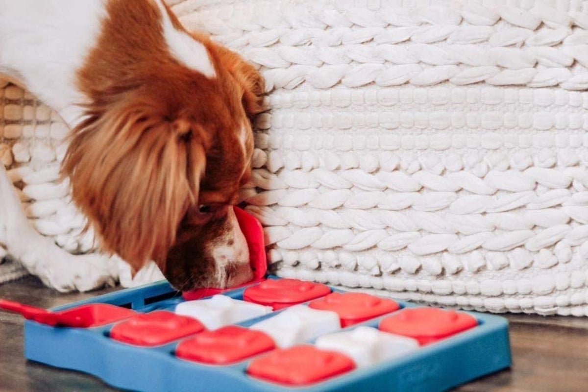 The Dog Brick Treat Puzzle Dog Toy - Zoomies Pet EmporiumThe Dog Brick Treat Puzzle Dog ToyDog ToyOutward HoundZoomies Pet Emporium77e6d09b - 47a5 - 4b56 - 95bb - 0bc94a419ab0711181469943Dog BrickLevel 2 (Intermediate)Nina Ottosson Dog Brick Interactive Treat Puzzle Dog Toy